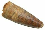 Juvenile Fossil Spinosaurus Tooth - Real Dinosaur Tooth #354831-1